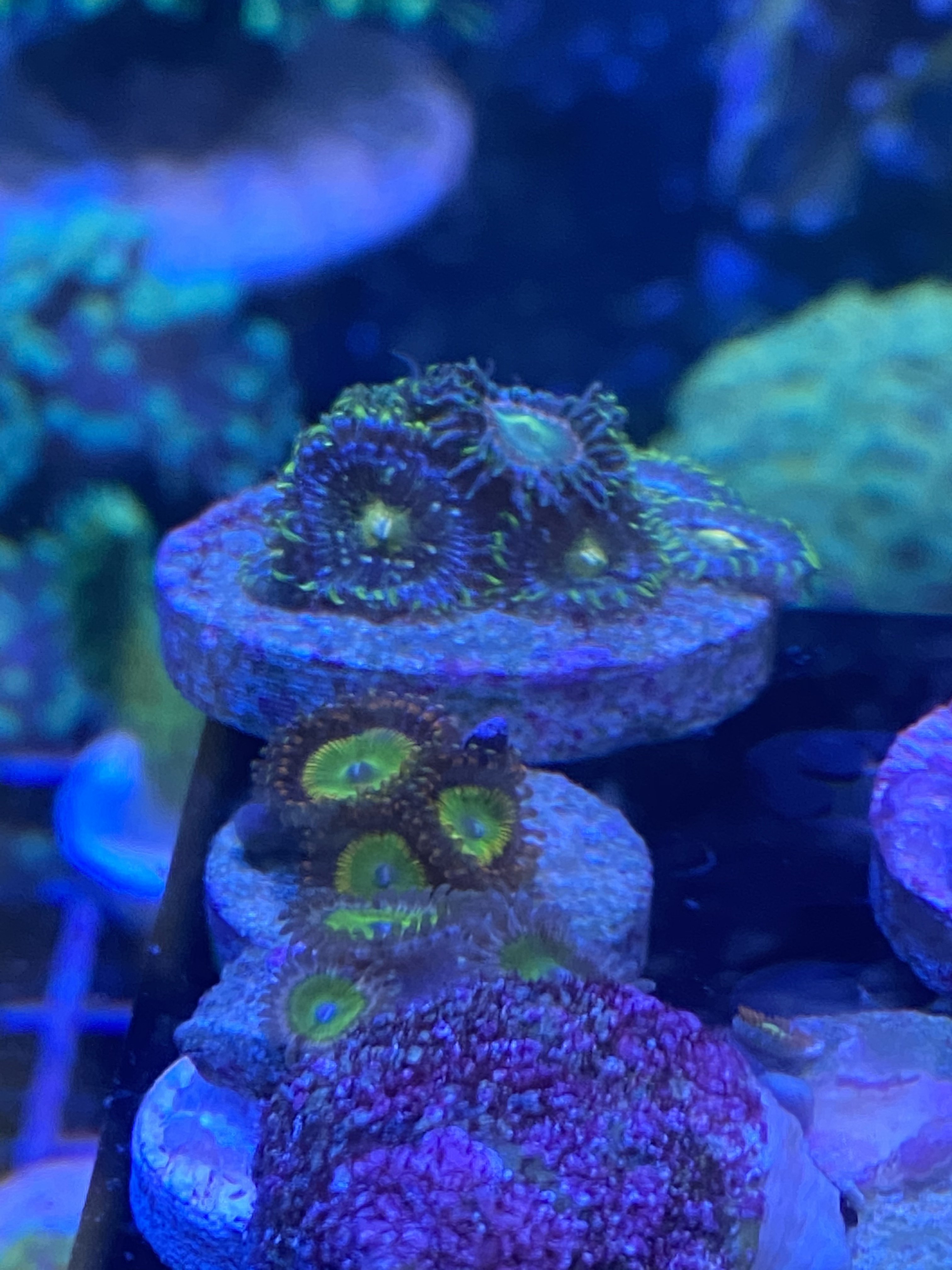 399FD88E-89FC-44F3-B57E-592919ED660E.jpeg 399FD88E-89FC-44F3-B57E-592919ED660E.jpeg