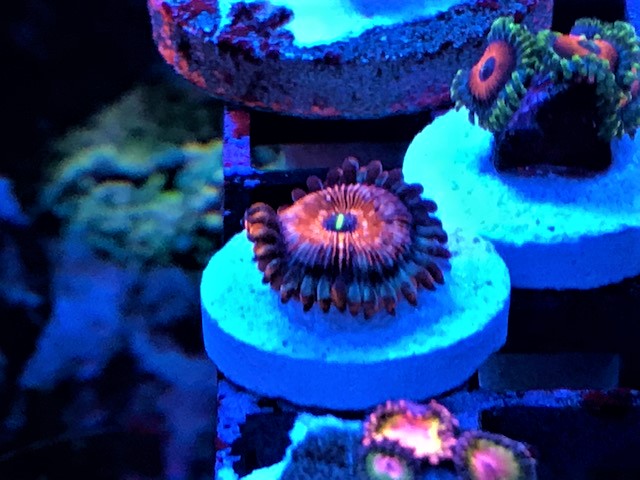 1polyp wz.jpg