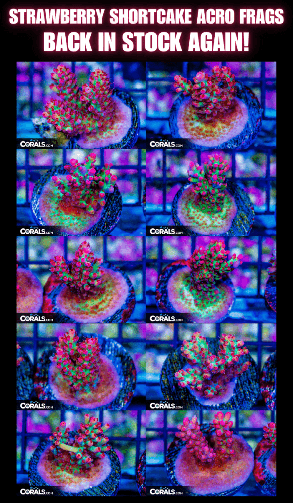 Shortcake frags.png