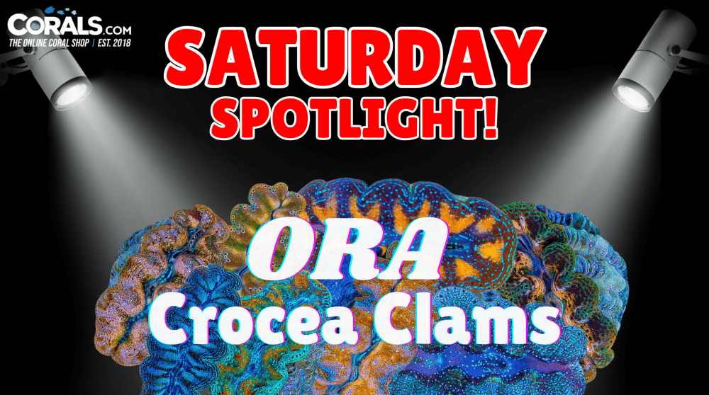 crocea spotlight(1).png