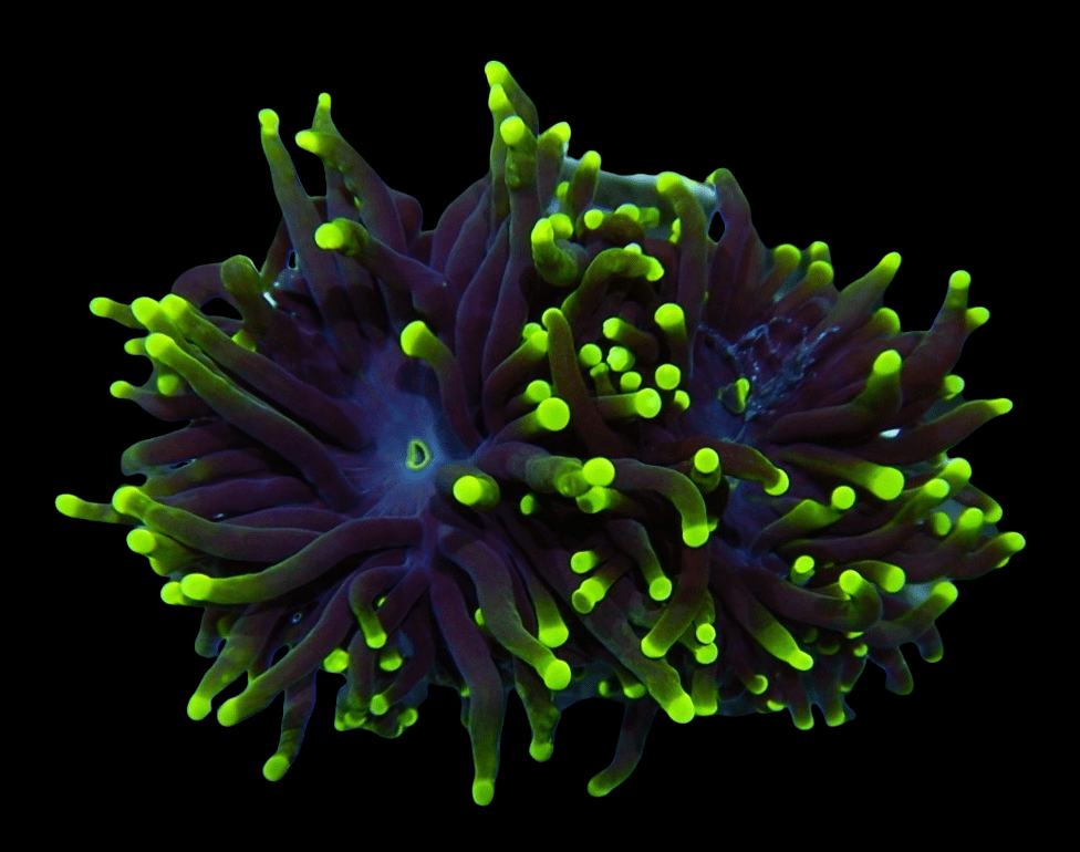 PhotoRoom-20220208_151821.png PhotoRoom-20220208_151821.png
