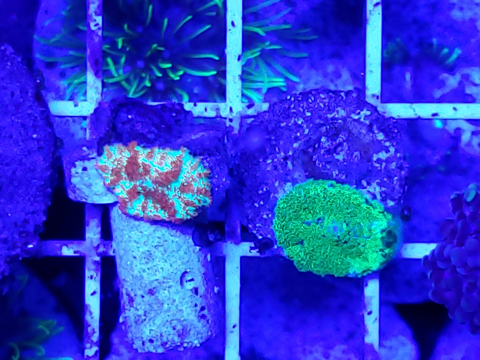 2-muschroom for sale corals 2.jpg