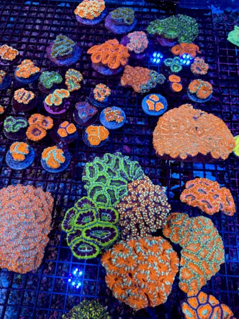 IMG_9642 Medium.jpeg