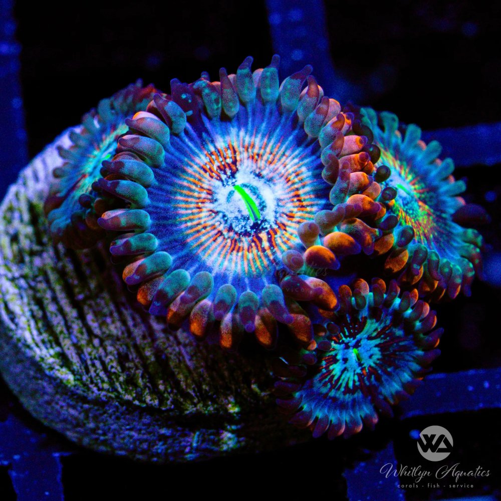 CoralAuction50_91d26bb6-9184-459e-bfb0-86bf6a825f8d.jpg CoralAuction50_91d26bb6-9184-459e-bfb0-86bf6a825f8d.jpg