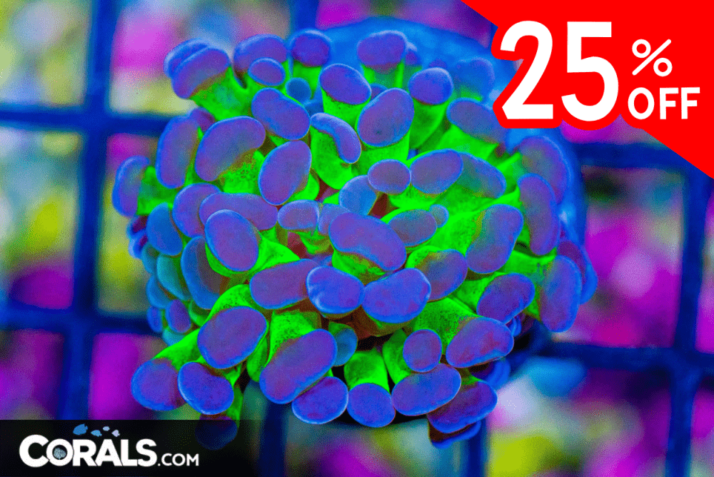 Untitled design(54).png