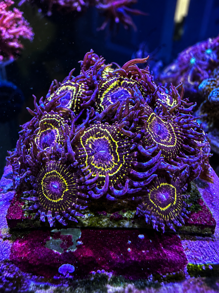 5B389AAC-F9AF-4217-A804-2784396F2D30.png
