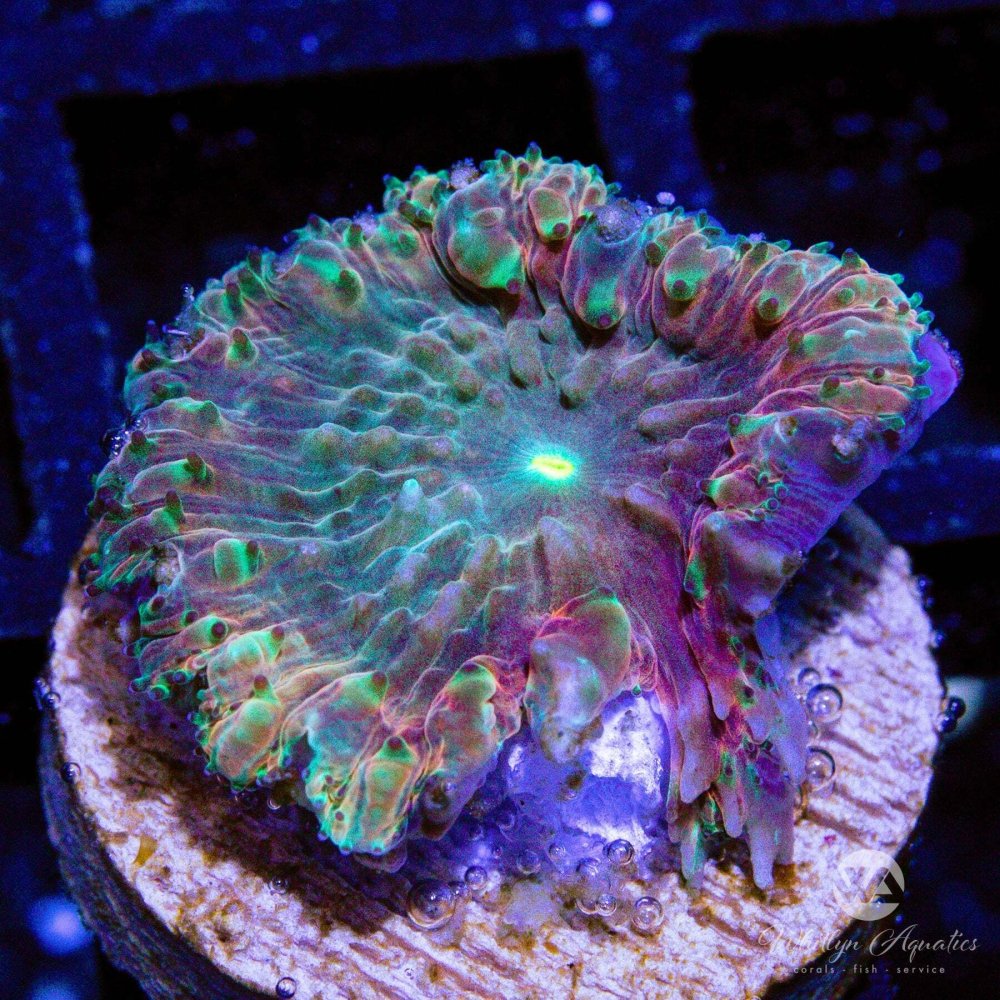 CoralAuction44_e3e613b2-66eb-47ae-a43d-f9bb83be2e72.jpg CoralAuction44_e3e613b2-66eb-47ae-a43d-f9bb83be2e72.jpg