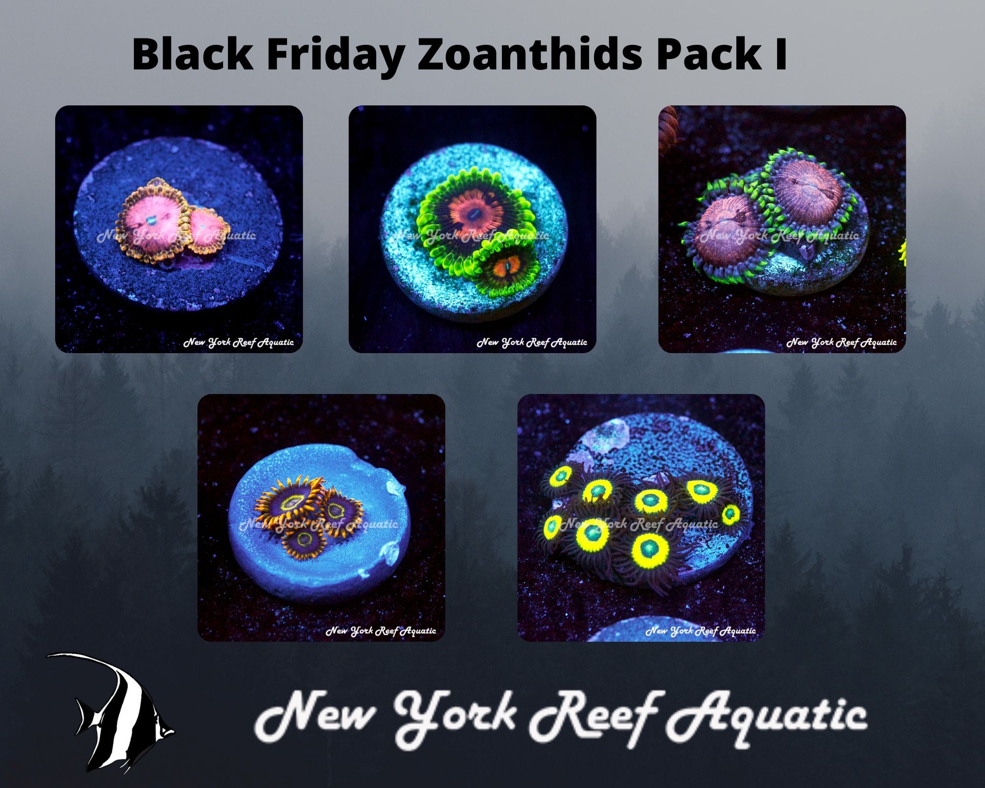 Zoanthids Pack I.jpg