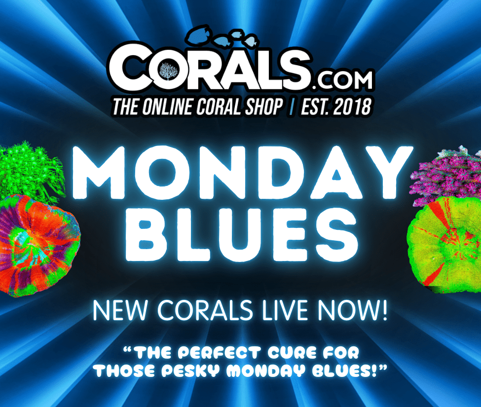 Blues 25'(5).png