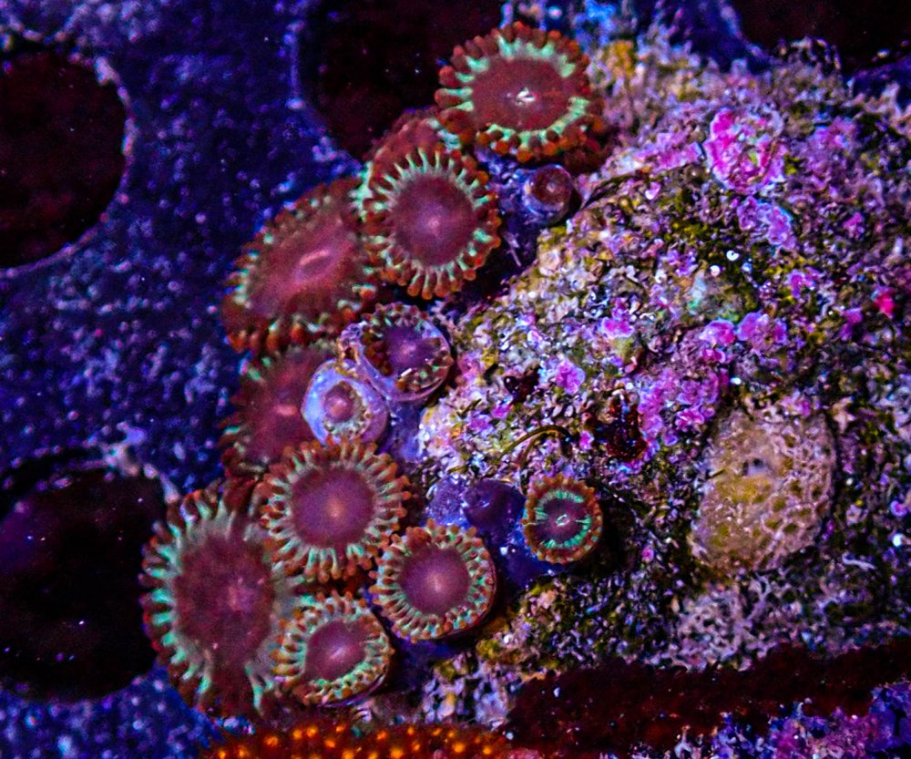 UC White Zombie Zoa Colony-181.JPG