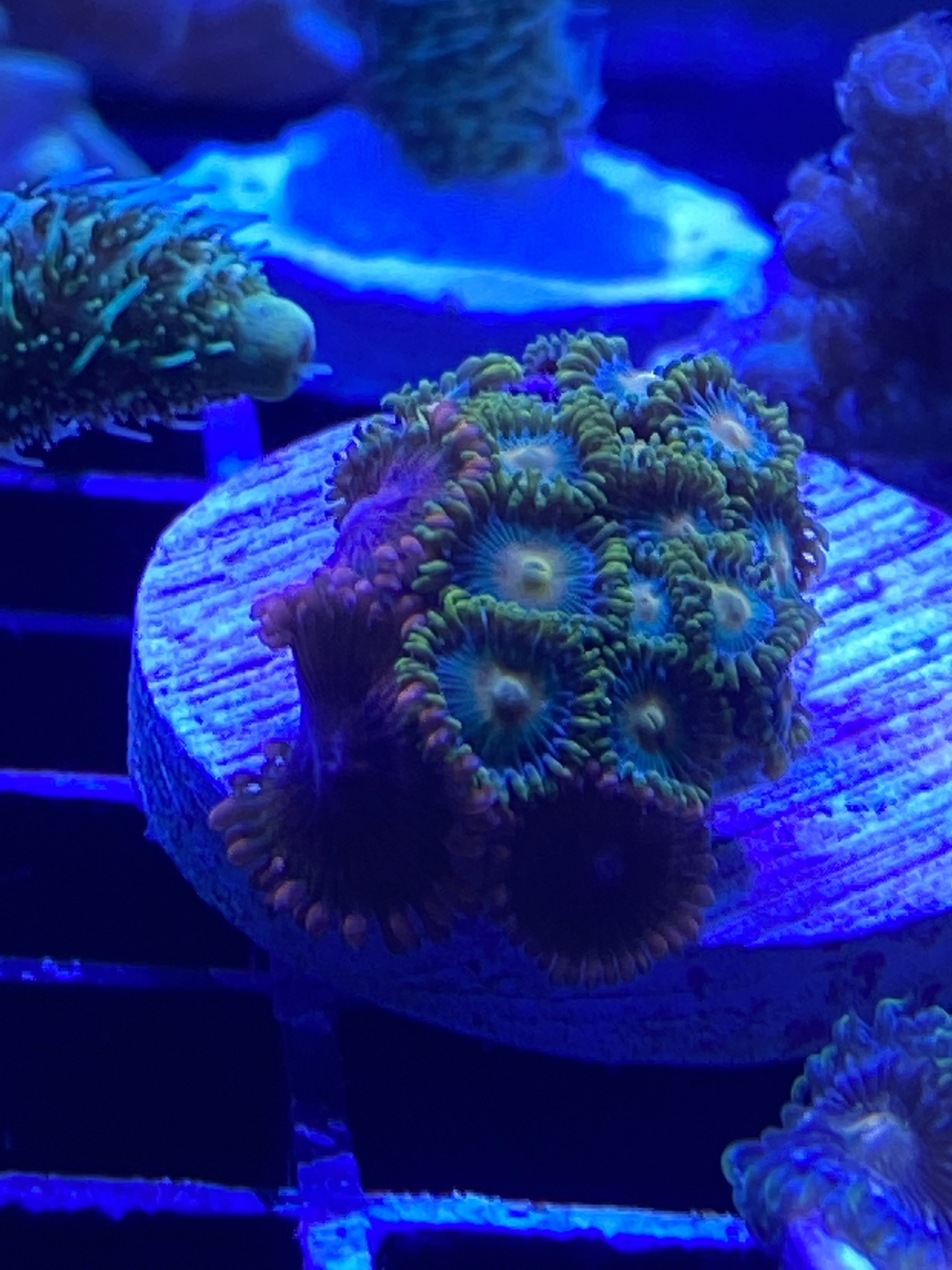 34EFB04C-FB9C-4319-A8CD-7A61E4AA7274.jpeg 34EFB04C-FB9C-4319-A8CD-7A61E4AA7274.jpeg