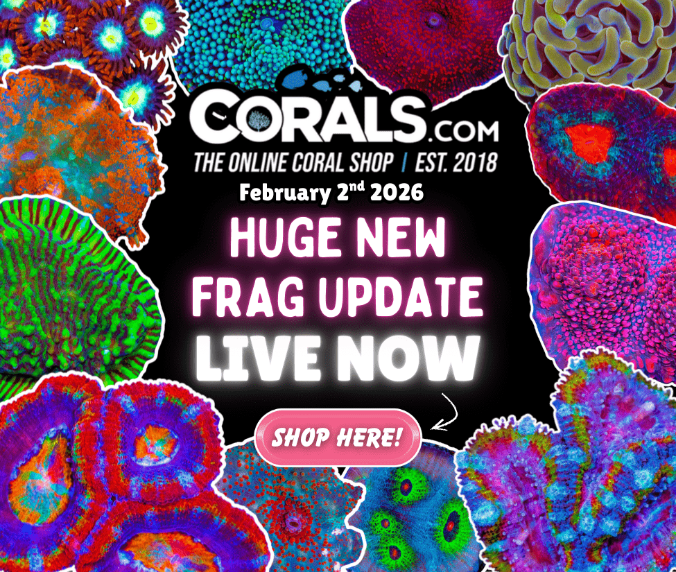 2.2 new coral.png