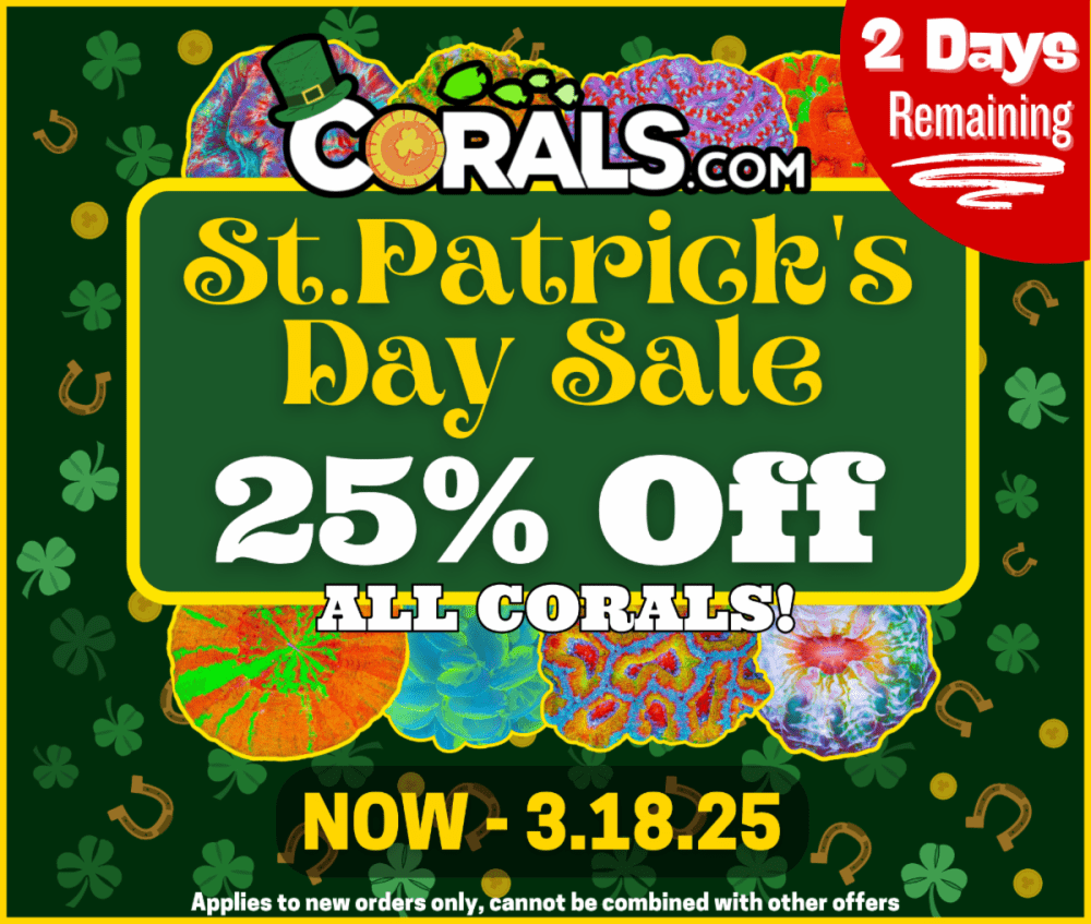 St Patty_s 2025_2_.png