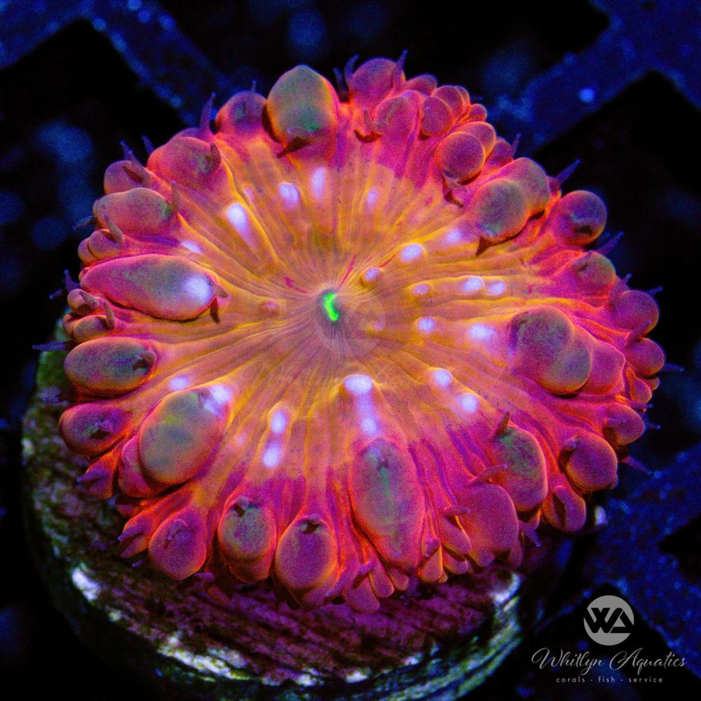 CoralAuction40_b6a40690-0b06-43a0-901e-533e770f63ed.jpg CoralAuction40_b6a40690-0b06-43a0-901e-533e770f63ed.jpg