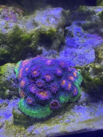 F0941DE9-3F76-46E3-B0F9-893E092A9665_4_5005_c.jpeg