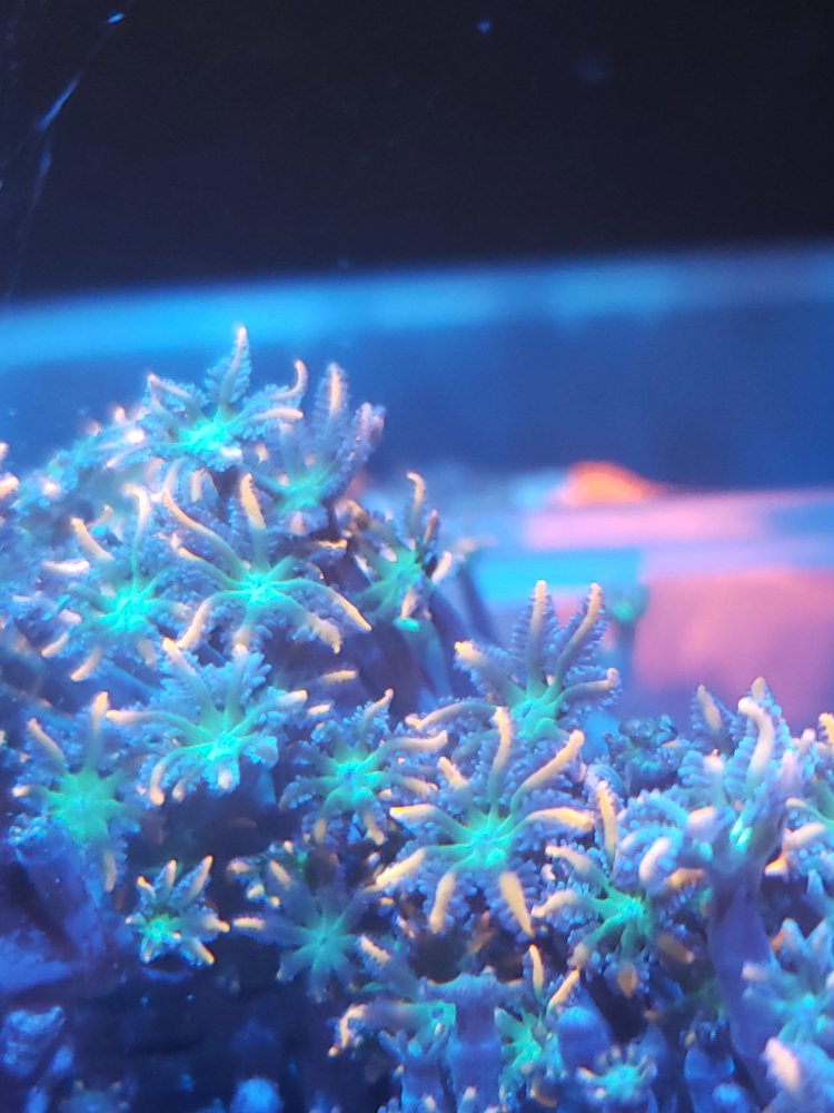 Corky finger and cloves