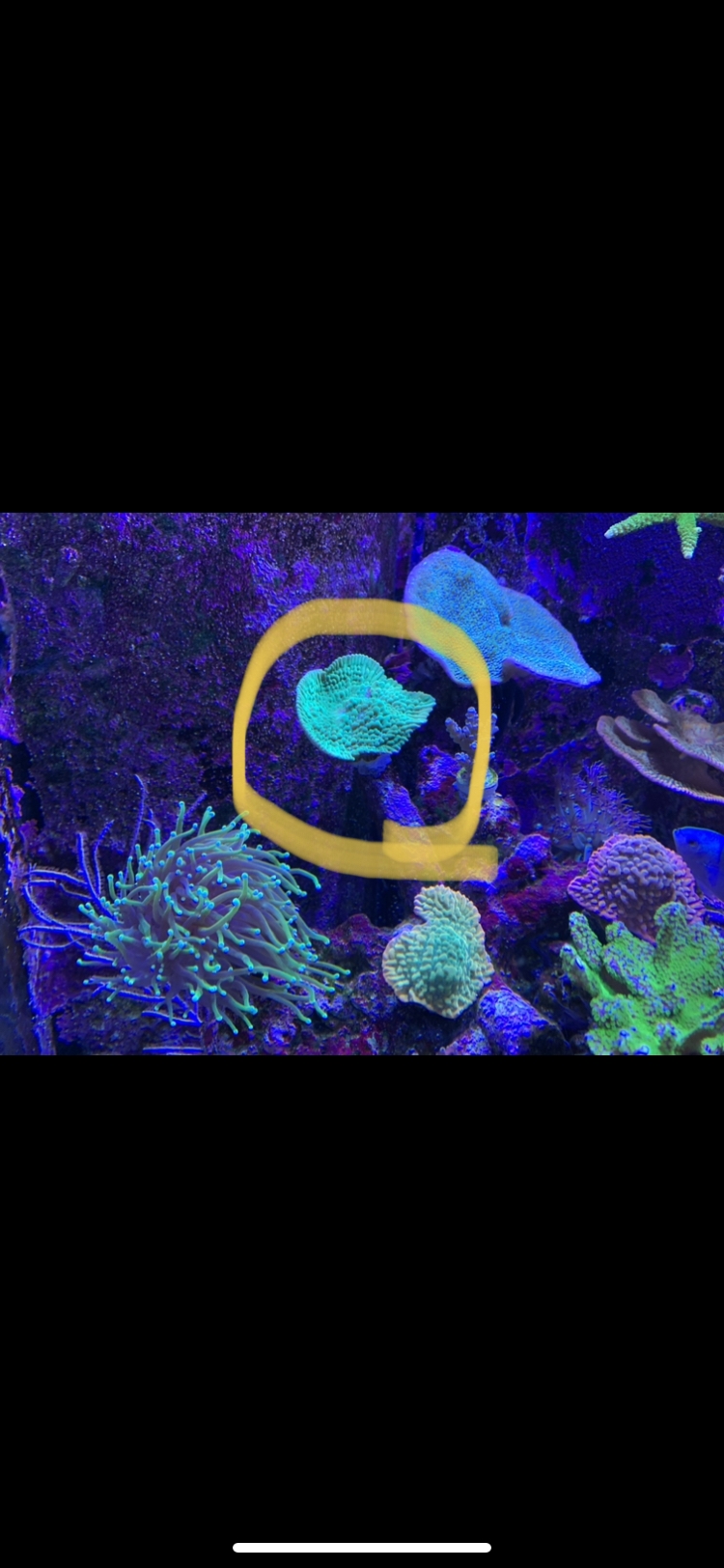 Appleberry Monti3.jpg