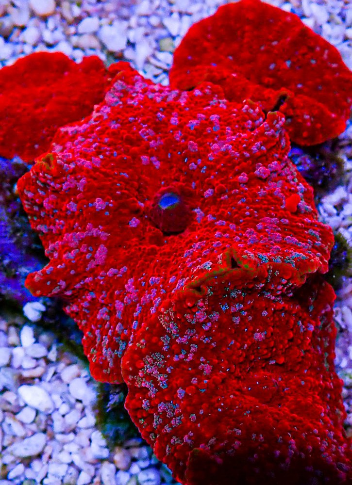 UC Dazzler Mushroom Colony.JPG