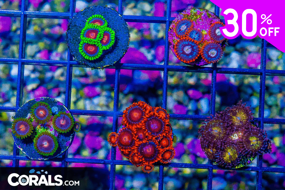 Untitled design(20).png