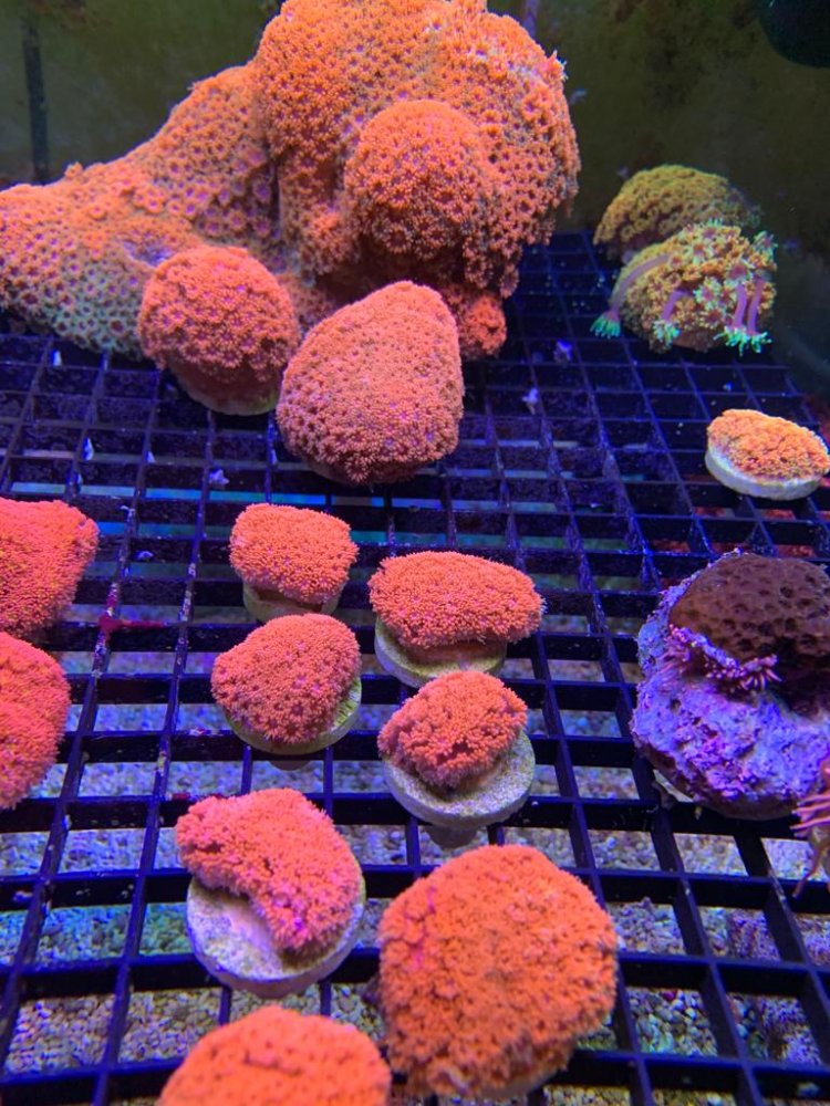 WhatsApp Image 2022-05-06 at 5.44.10 PM (2).jpeg