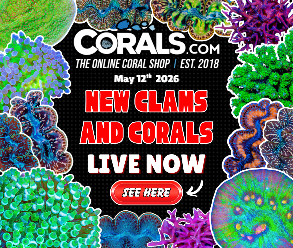 5.12 new coral.png