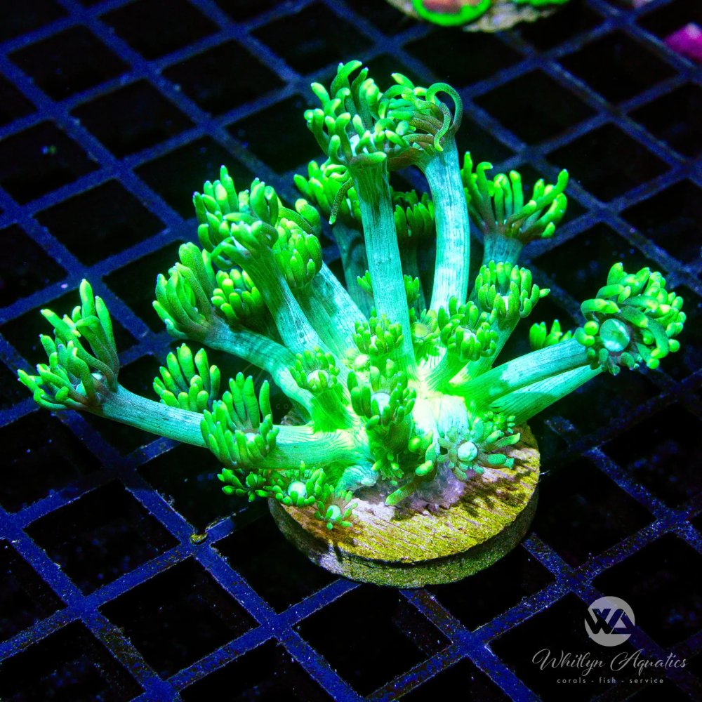 CoralAuction41_f6317232-f56e-440f-81ce-7b4299406b17.jpg