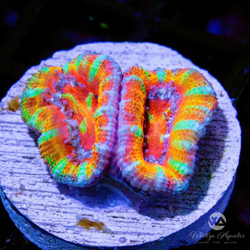 CoralAuction32_d7394d64-6246-4b10-929d-9b1da45baa8e.jpg