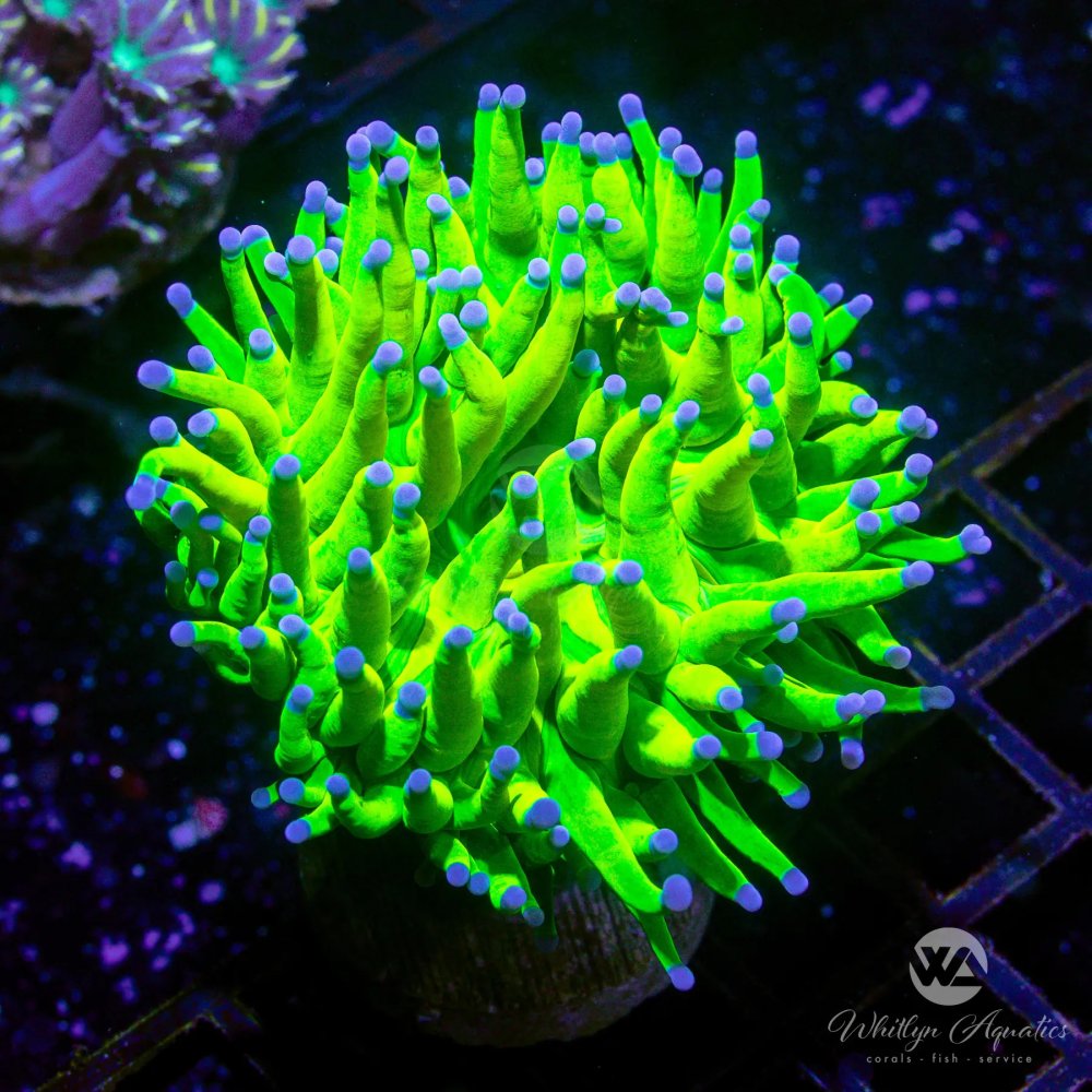 CoralAuction51_7404178d-b738-493a-bac9-e8a18776ff2e.jpg CoralAuction51_7404178d-b738-493a-bac9-e8a18776ff2e.jpg