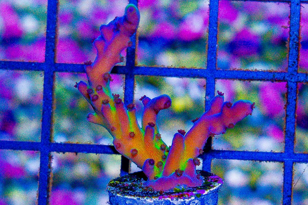 DSC03835.jpg