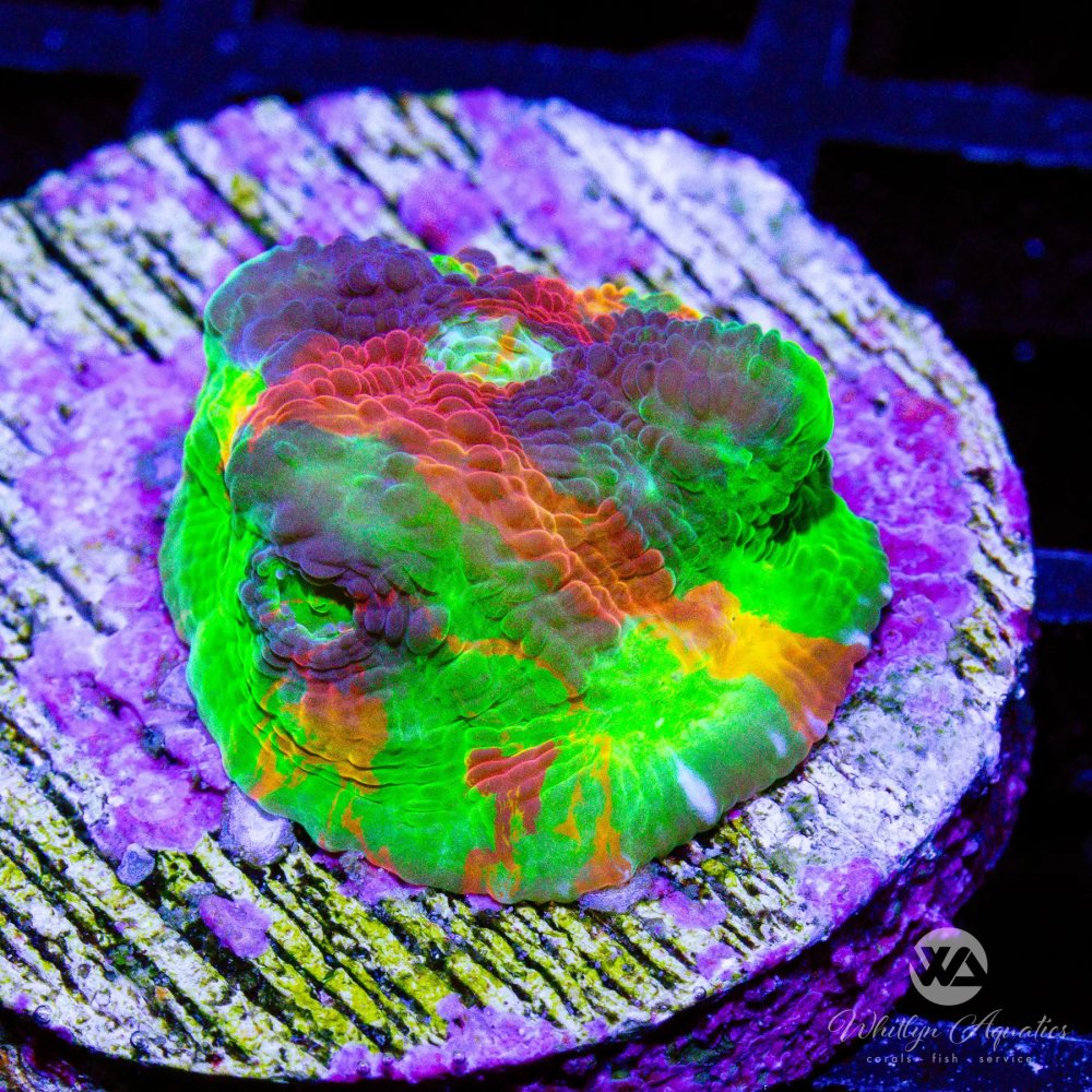CoralAuction38_ab2420e5-5b5f-4a12-a876-d8c5371c819d.jpg