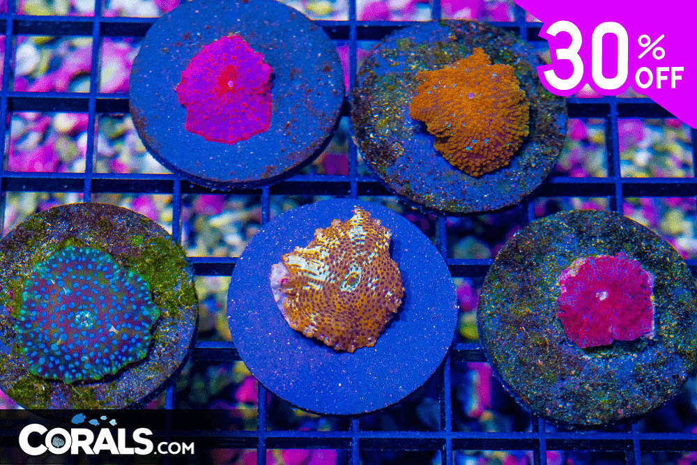 Untitled design(19).png