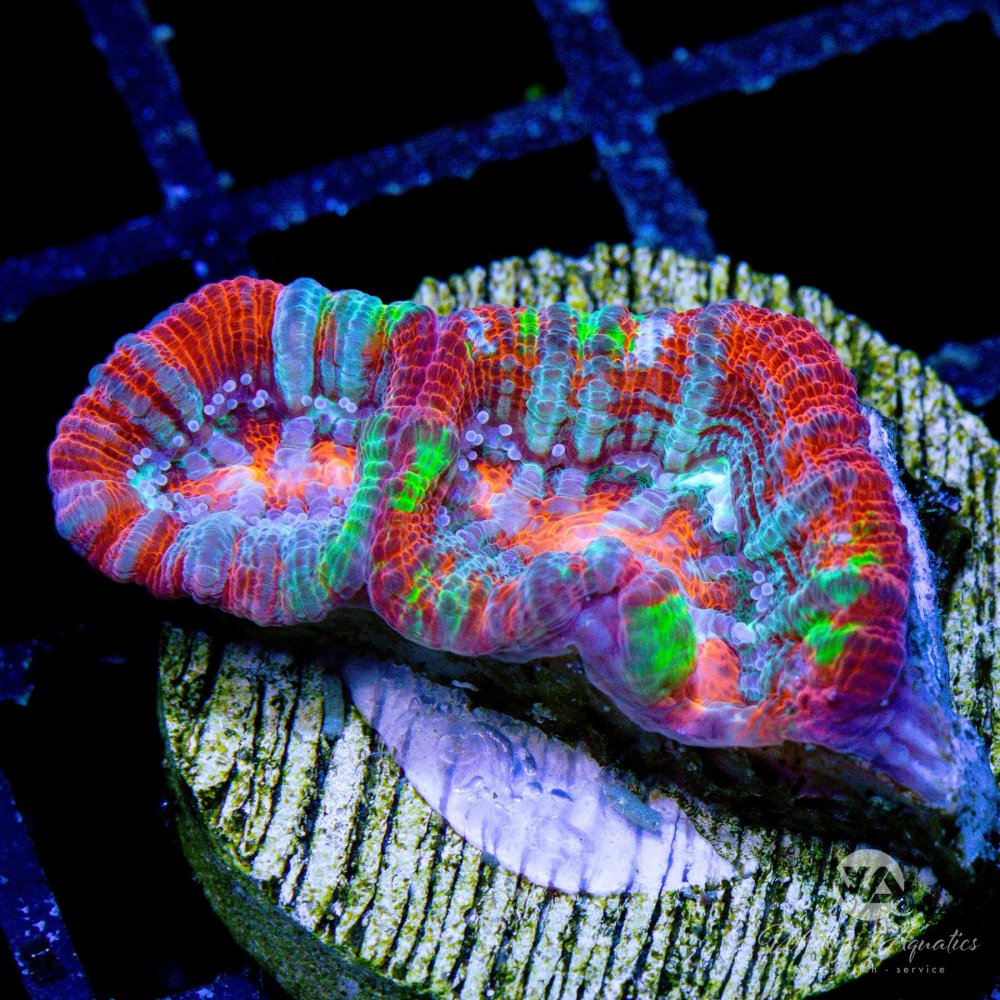 RainbowAustralophylliaWilsoni_c7531d81-cbf3-405a-ad82-bca1a09dae23.jpg RainbowAustralophylliaWilsoni_c7531d81-cbf3-405a-ad82-bca1a09dae23.jpg