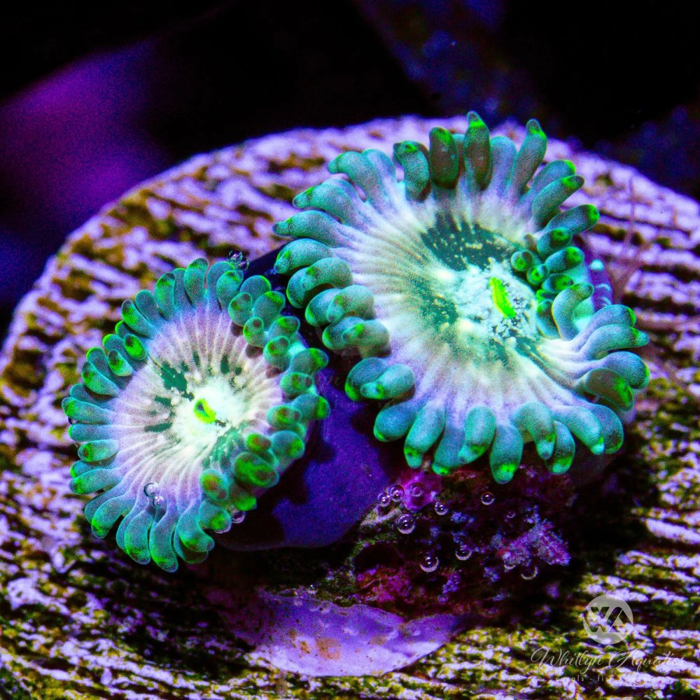 CoralAuction50_a4680027-db5b-4e31-902c-a03d1c9d73ca.jpg CoralAuction50_a4680027-db5b-4e31-902c-a03d1c9d73ca.jpg
