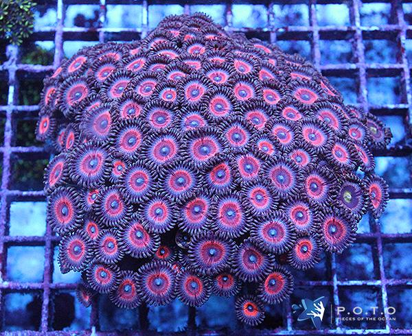 Zoas.jpg