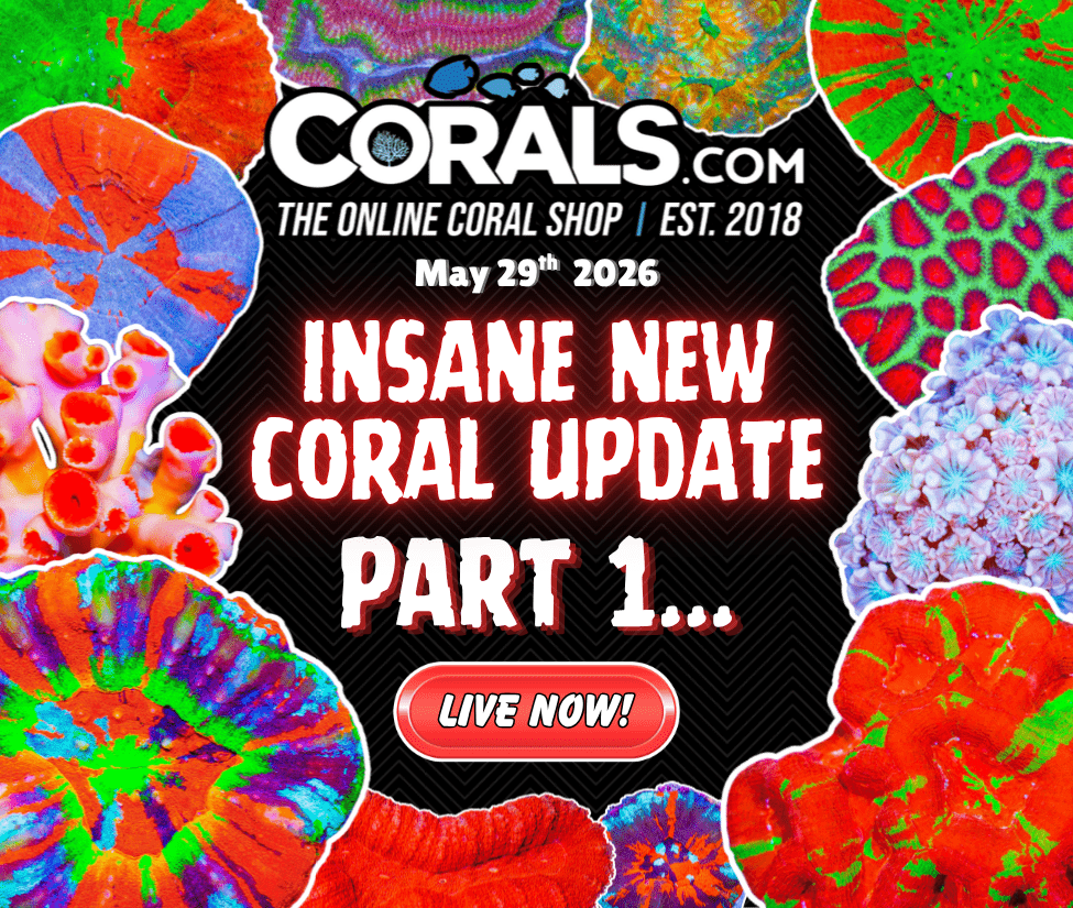 5.29 new coral.png