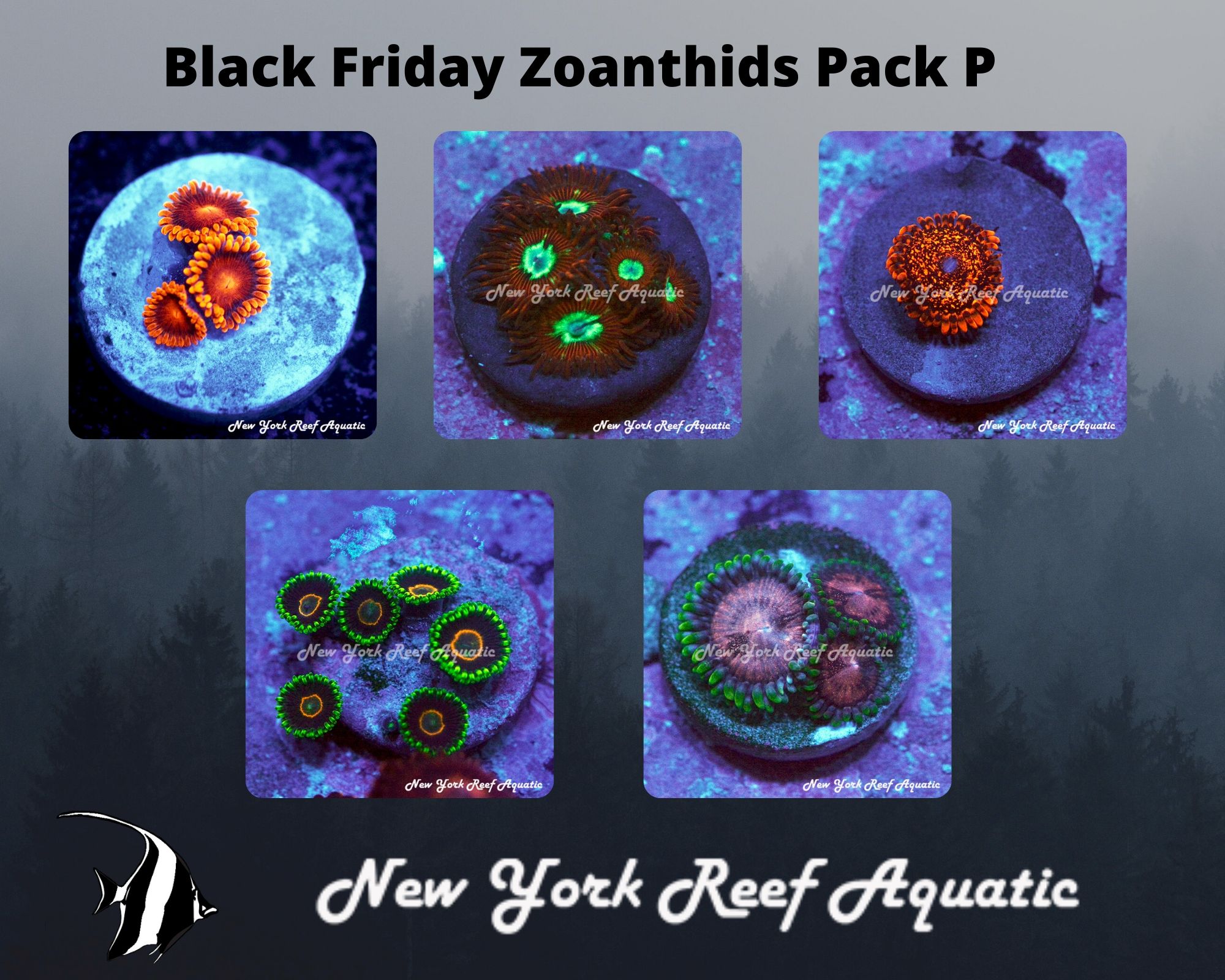 Zoanthids Pack P.jpg