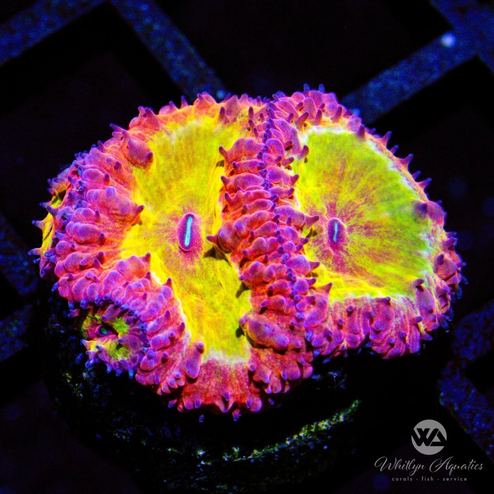 CoralAuction_9731b60e-8cc8-44f7-b66e-59faeffe1f77.jpg