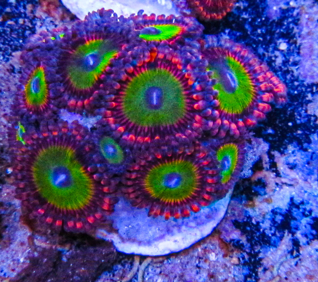 UC Candy Apple Zoa_3145.JPG