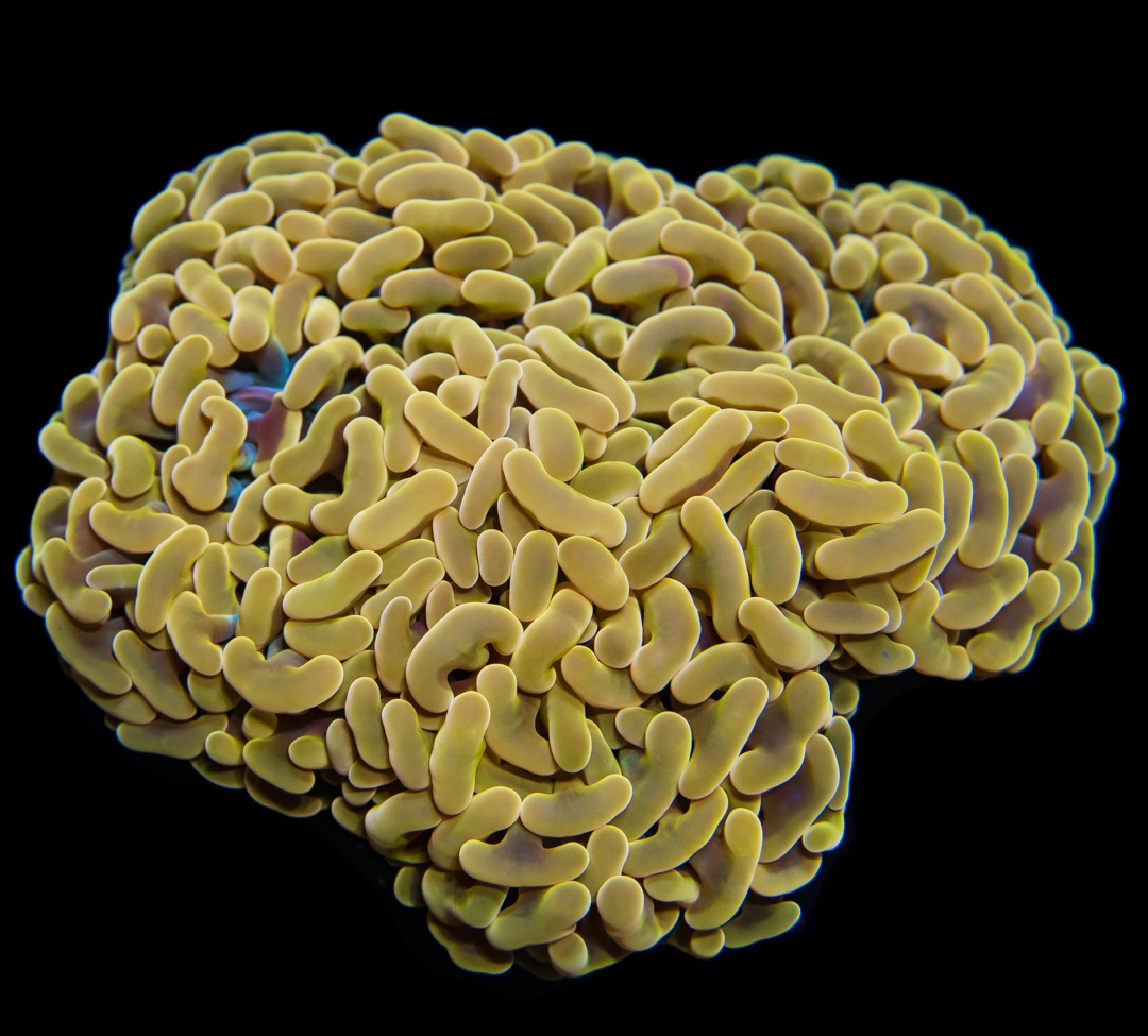WCS-040921-39.jpg WCS-040921-39.jpg