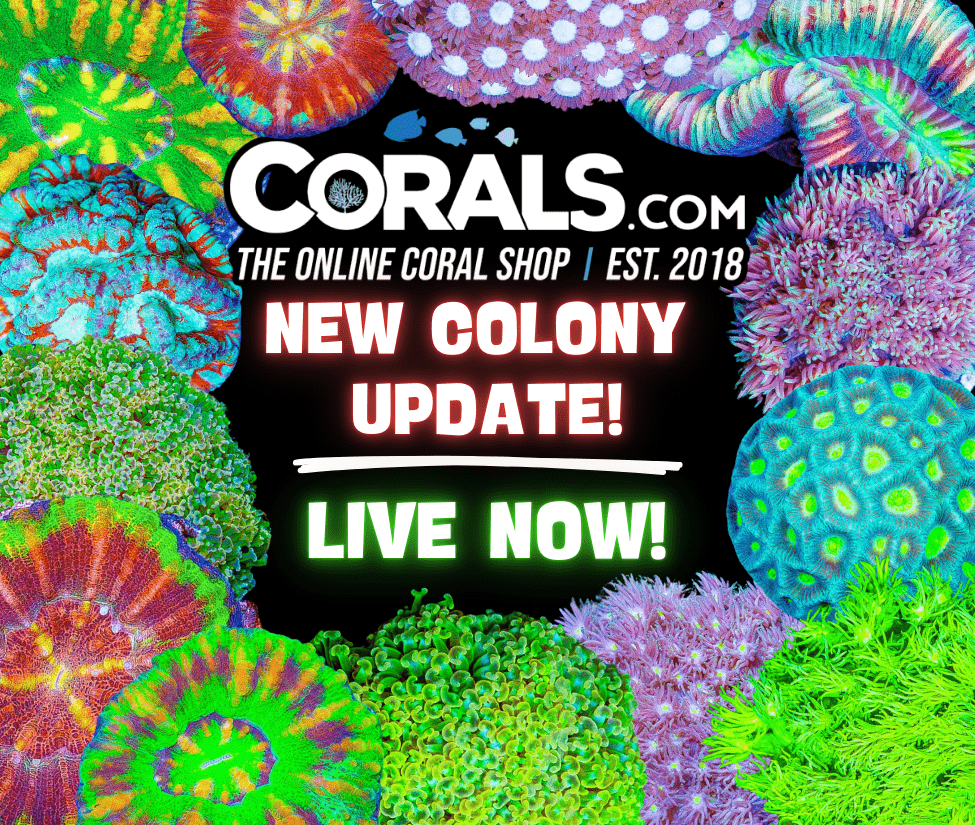 new corals 3.25.25.png
