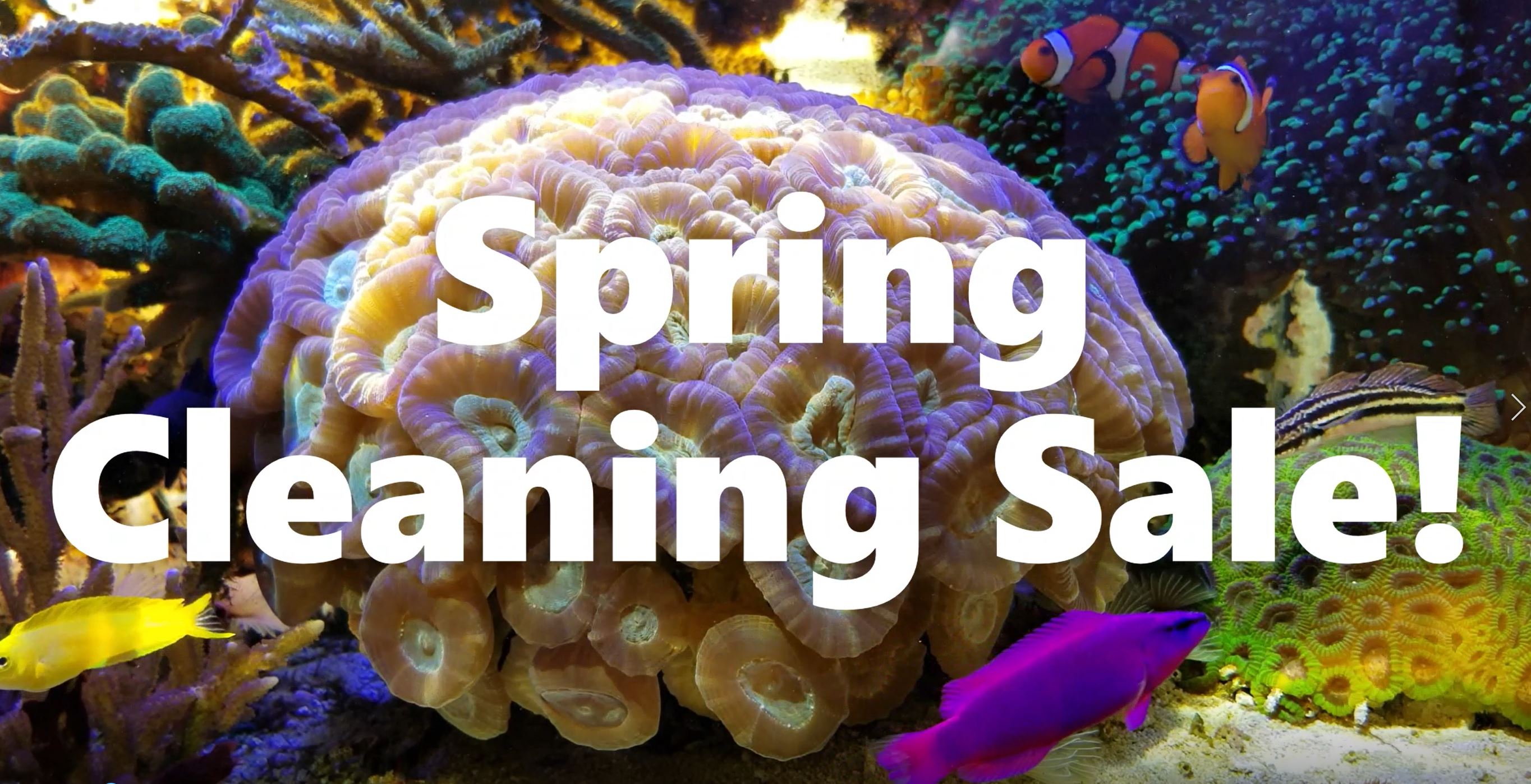 SpringCleaning.JPG SpringCleaning.JPG