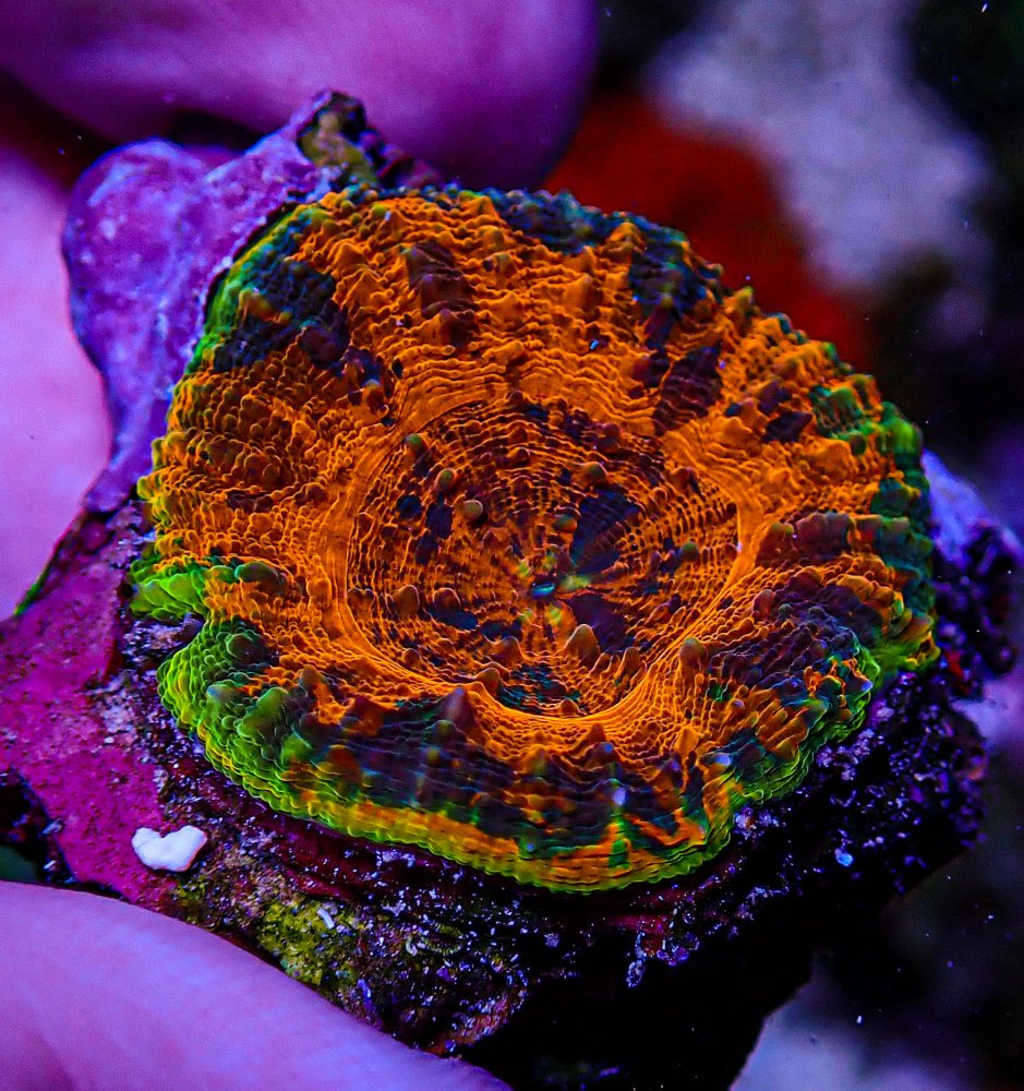 UC Thunderstruck Acan Maxima -231.JPG