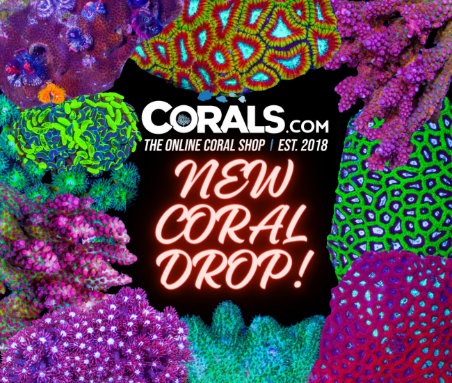 Copy of NEW CORAL DROP!(1).png