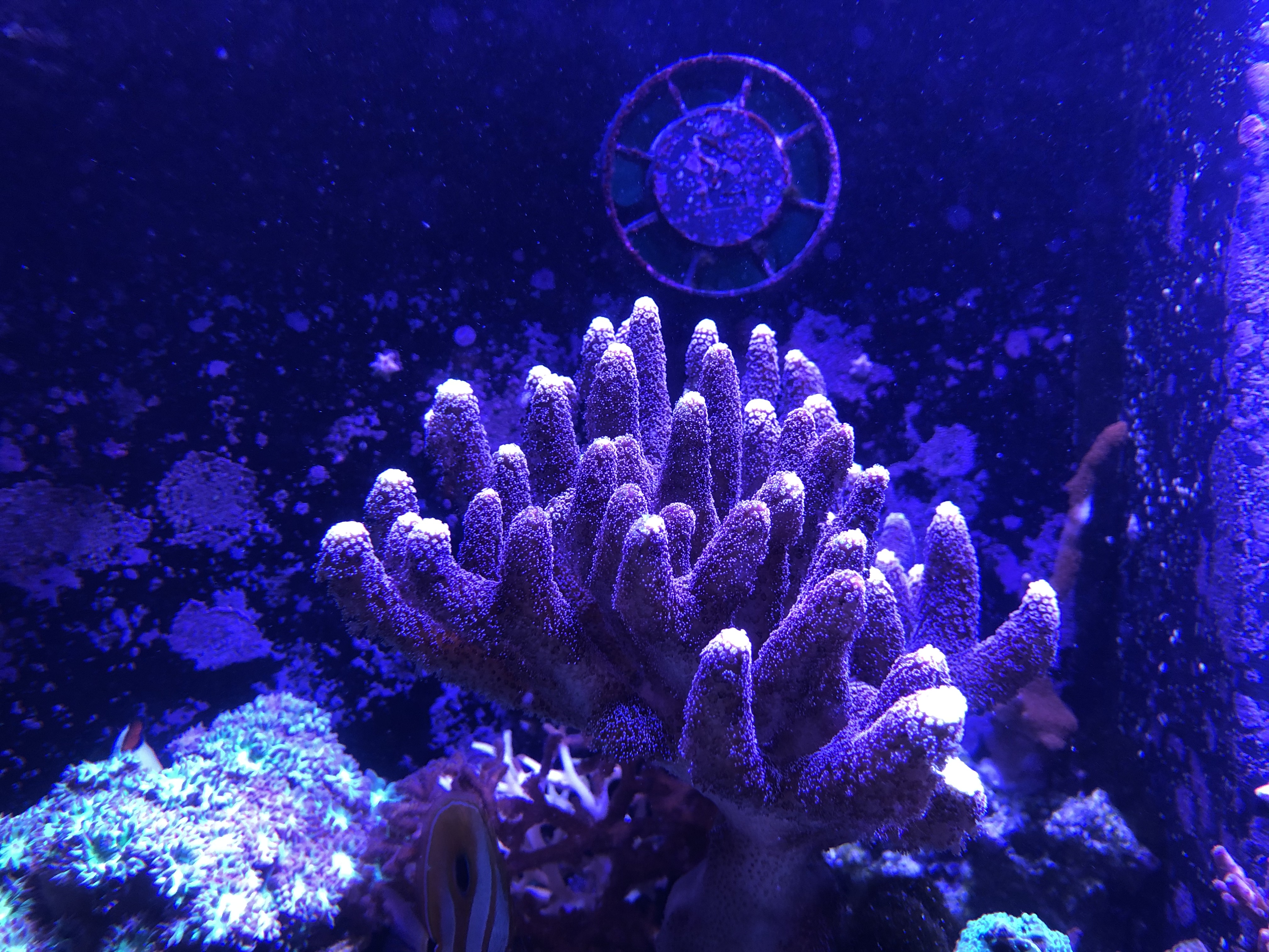 Purple Porci Mother Colony.jpg