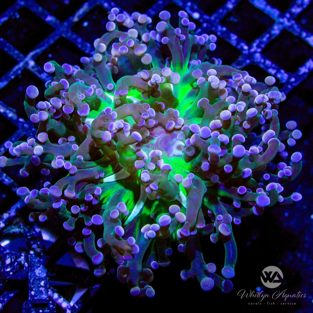 CoralAuction50_9a2d120c-2b62-46e1-ad85-e7533bd5b7f3.jpg