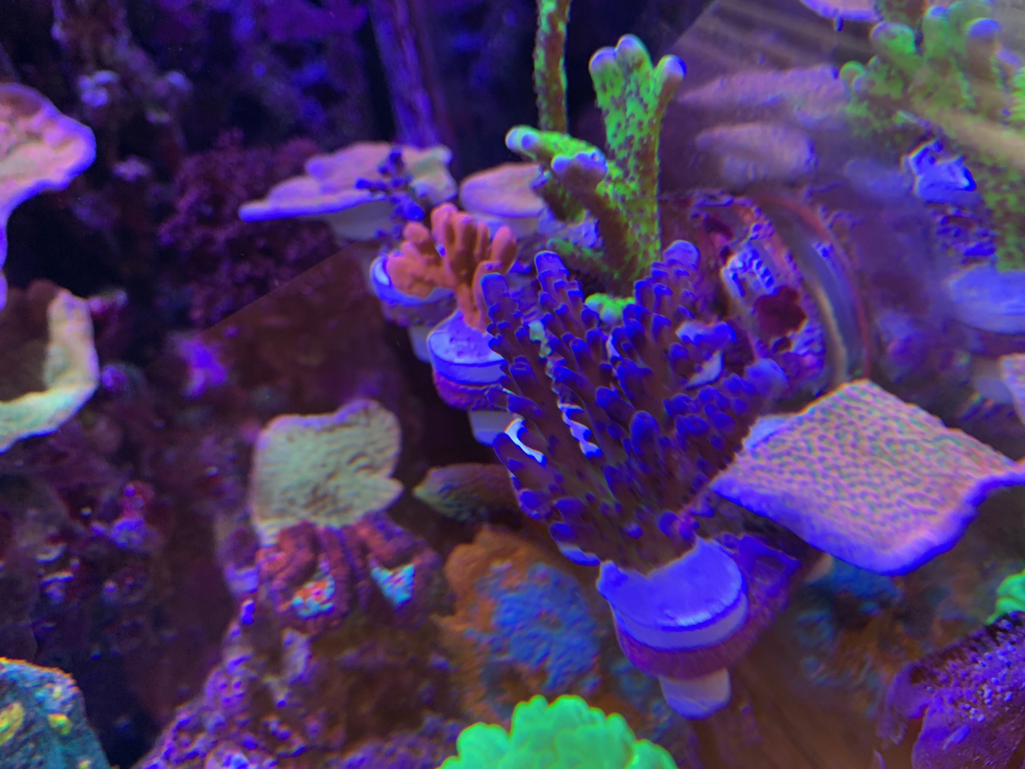 Assui gold Acro.jpg2.jpg