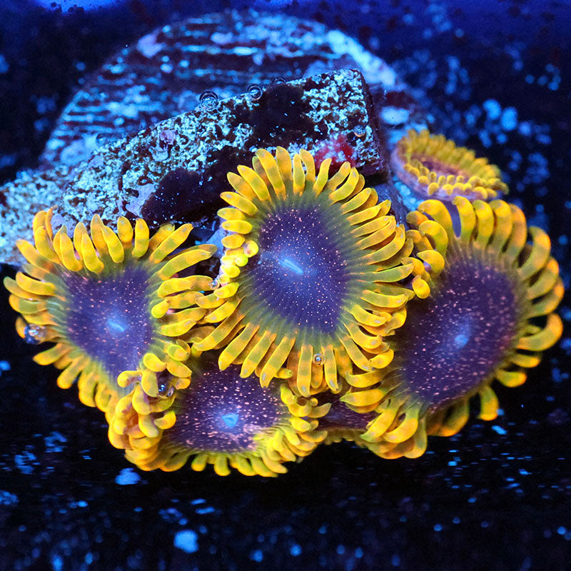 c2-cs-053026-041.jpg