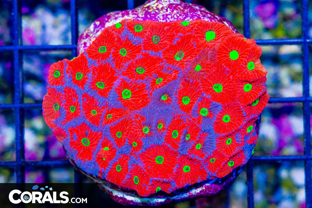 DSC07918.jpg DSC07918.jpg