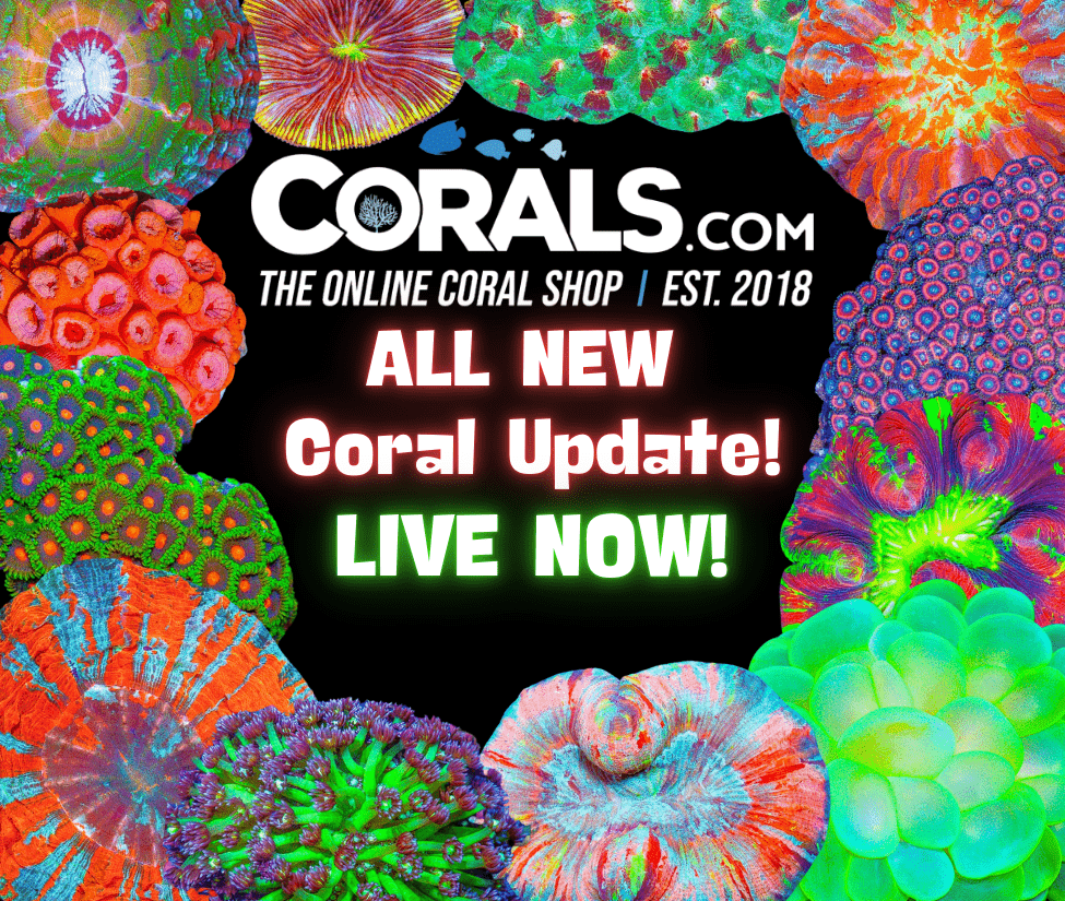 new corals 3.26.25.png