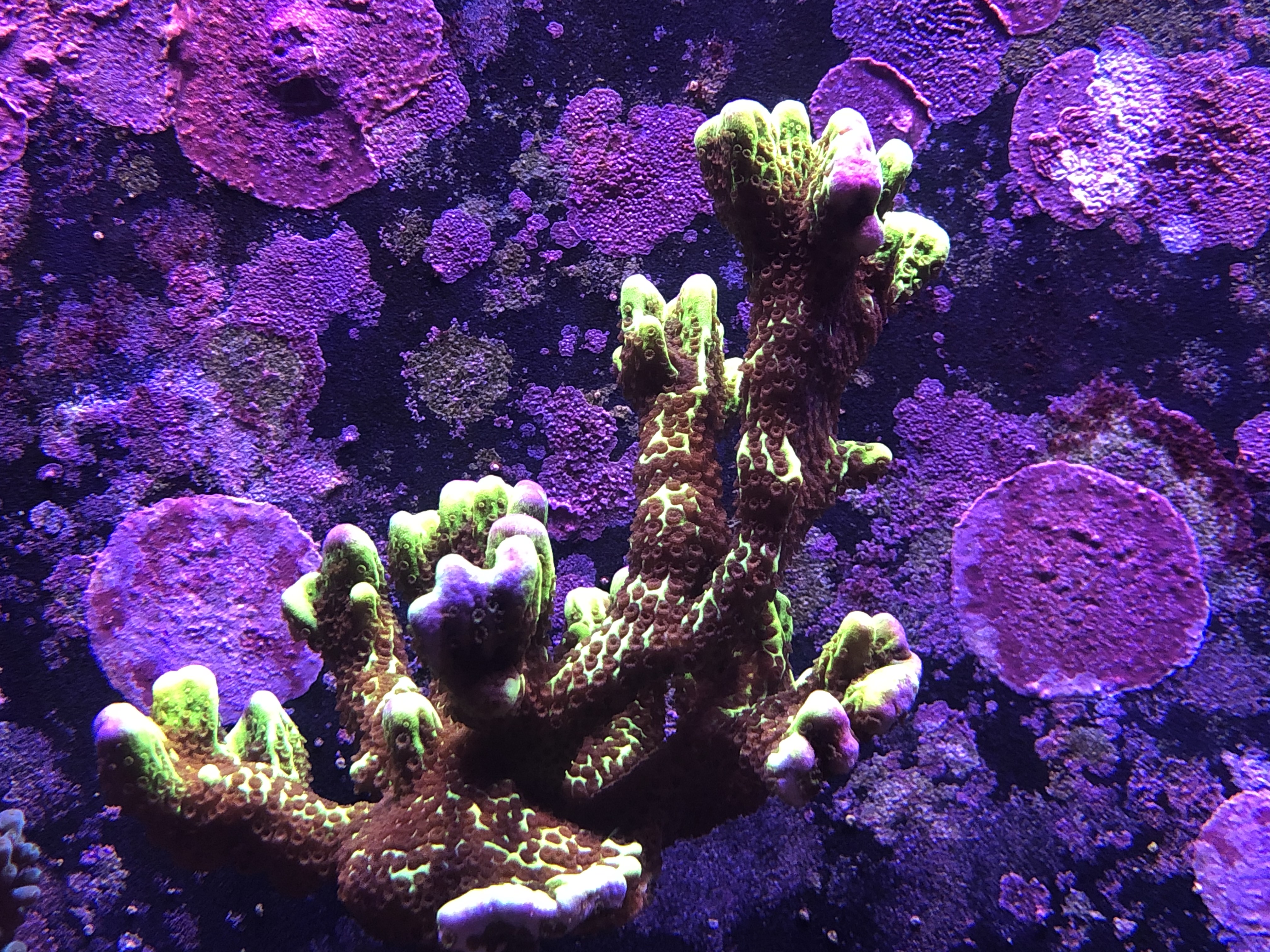 Neon Spongodes Montipora.jpg Neon Spongodes Montipora.jpg
